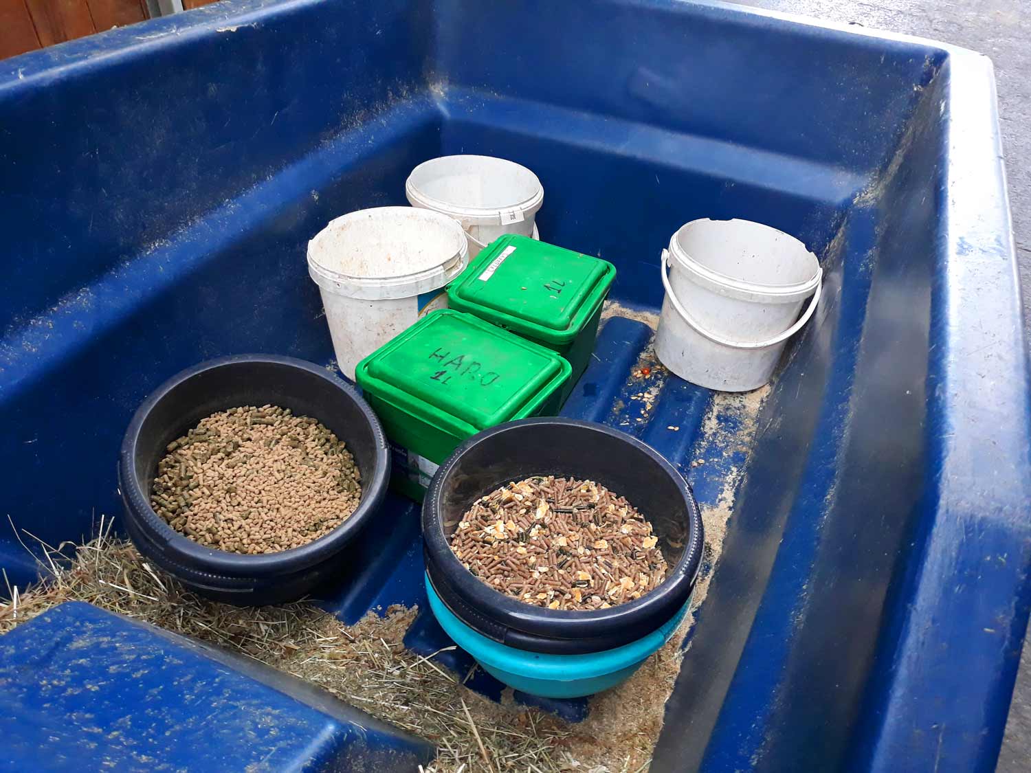 Lunch time aux Écuries du Bois Clos : distribution de nourriture pour les chevaux dans notre centre équestre dans le Pays de Gex 