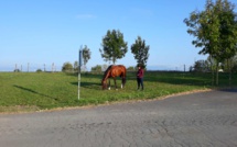 On prend soin de son cheval aux Écuries du Bois Clos